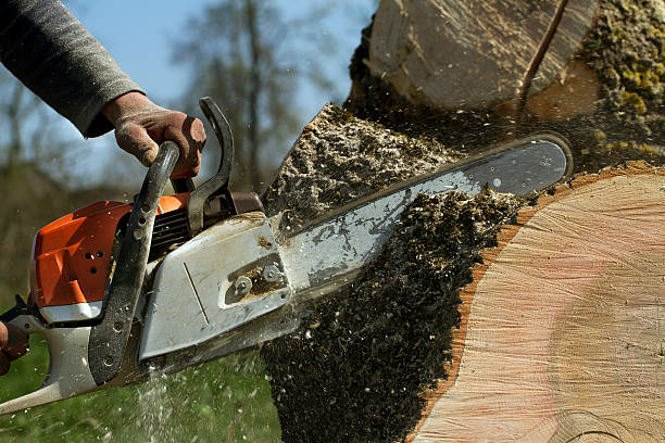 How Our Tree Care Process Works  in Ponderosa Park, CO